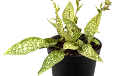 Pulmonaria saccharata 'Trevi Fountain'®