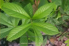 Rodgersia sambucifolia 'Rothaut'