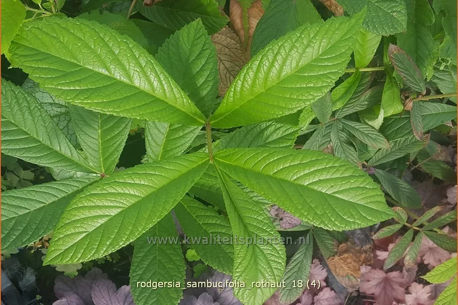 Rodgersia sambucifolia 'Rothaut'