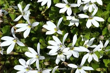 Pratia angulata 'Treadwellii'