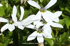 Pratia angulata 'Treadwellii'