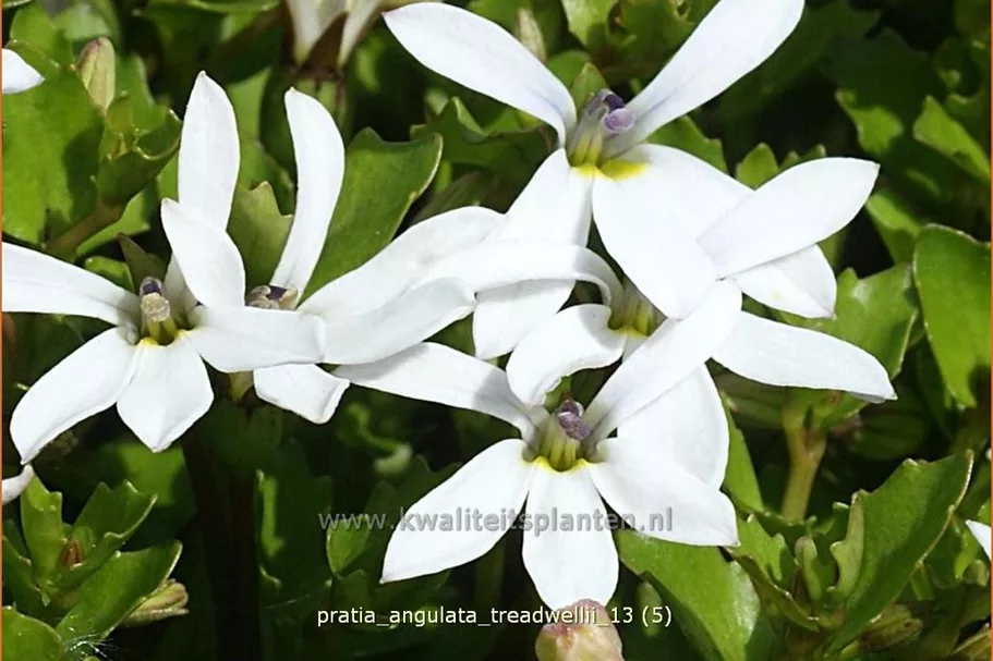 Pratia angulata 'Treadwellii'