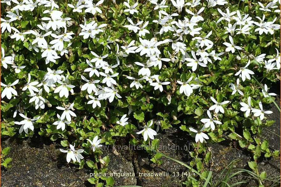 Pratia angulata 'Treadwellii'