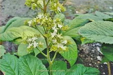Rodgersia 'Snow Clouds'