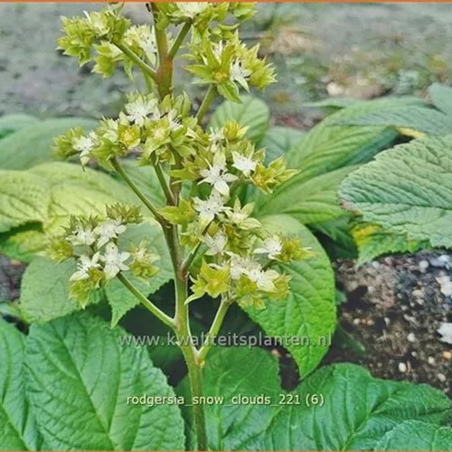 Rodgersia 'Snow Clouds'