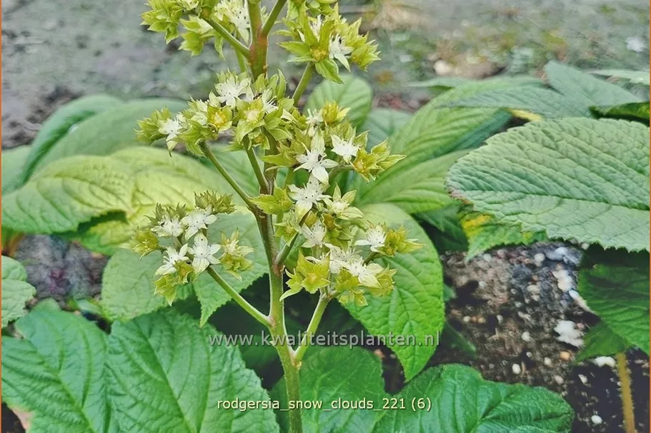 Rodgersia 'Snow Clouds'