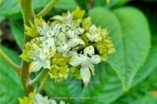 Rodgersia 'Snow Clouds'