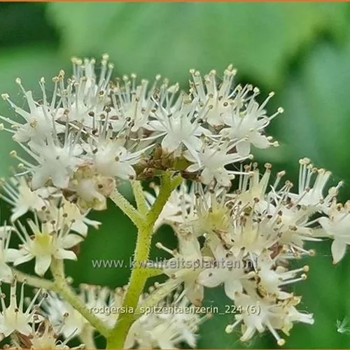 Rodgersia henrici 'Spitzentänzerin'