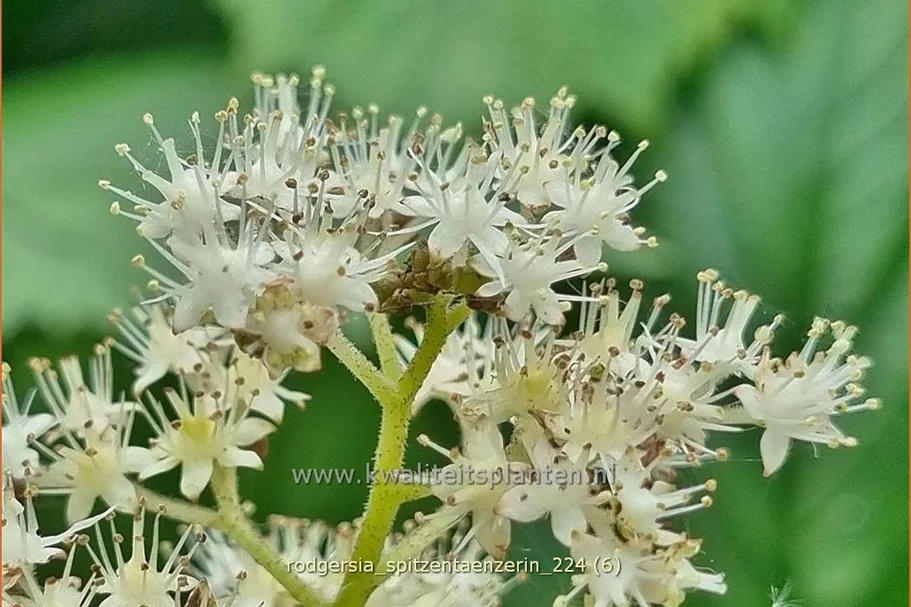 Rodgersia henrici 'Spitzentänzerin'