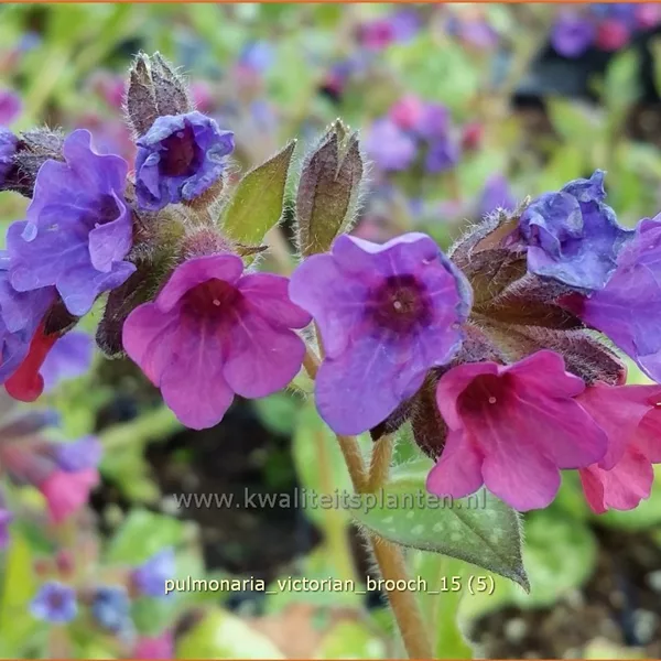 Pulmonaria 'Victorian Brooch' - Lungenkraut
