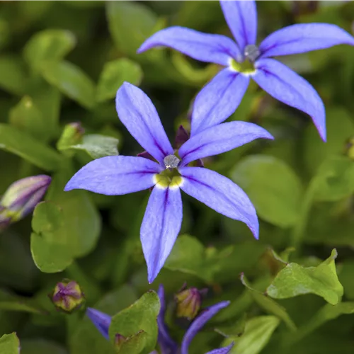 Pratia pedunculata 'County Park'