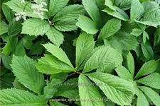 Rodgersia henrici 'Spitzentänzerin'