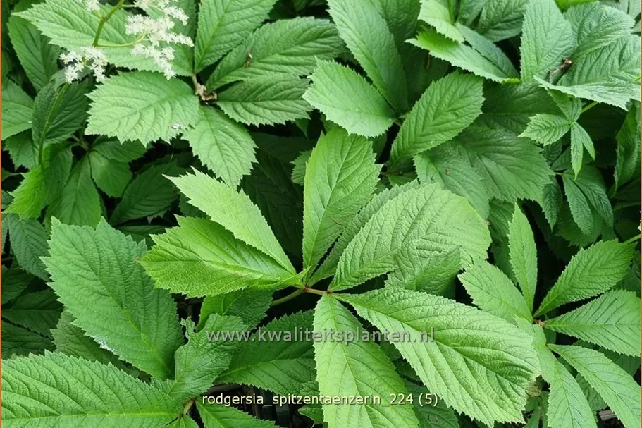 Rodgersia henrici 'Spitzentänzerin'