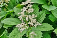 Rodgersia henrici 'Spitzentänzerin'