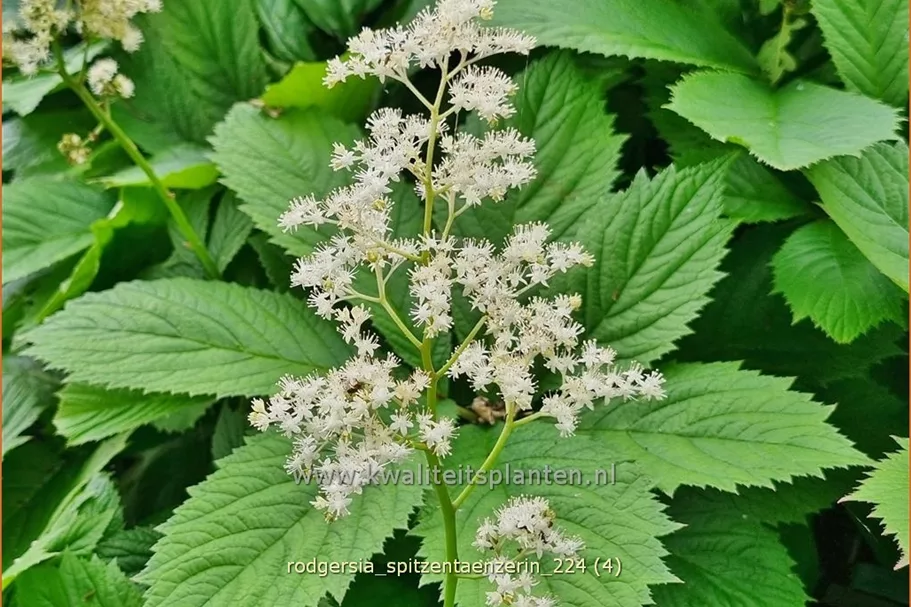 Rodgersia henrici 'Spitzentänzerin'