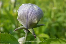 Platycodon grandiflorus 'Mariesii'