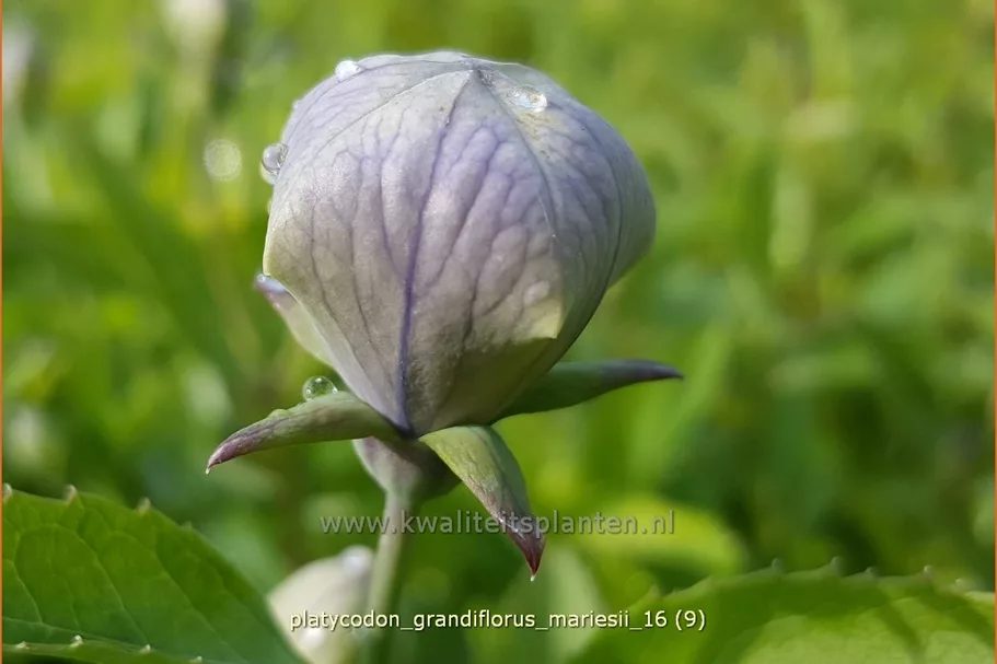 Platycodon grandiflorus 'Mariesii'