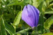 Platycodon grandiflorus 'Mariesii'