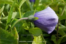 Platycodon grandiflorus 'Mariesii'