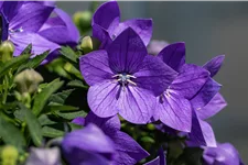 Platycodon grandiflorus 'Mariesii'