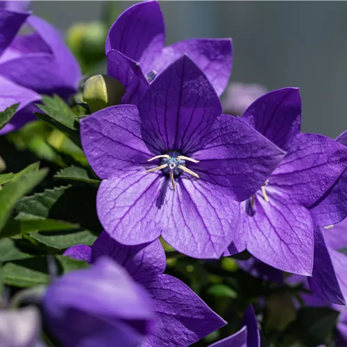 Platycodon grandiflorus 'Mariesii'