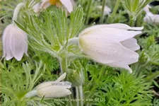 Pulsatilla vulgaris 'Alba'