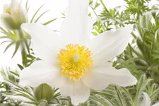 Pulsatilla vulgaris 'Alba'