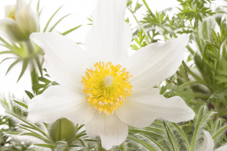 Pulsatilla vulgaris 'Alba'