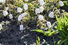 Pulsatilla vulgaris 'Alba'