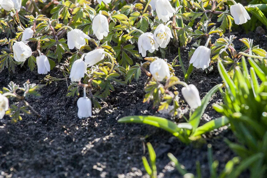 Pulsatilla vulgaris 'Alba'