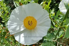 Romneya coulteri