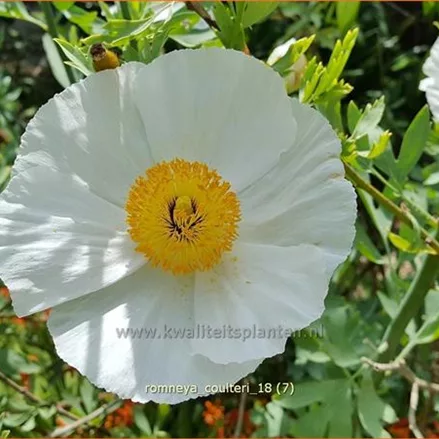 Romneya coulteri