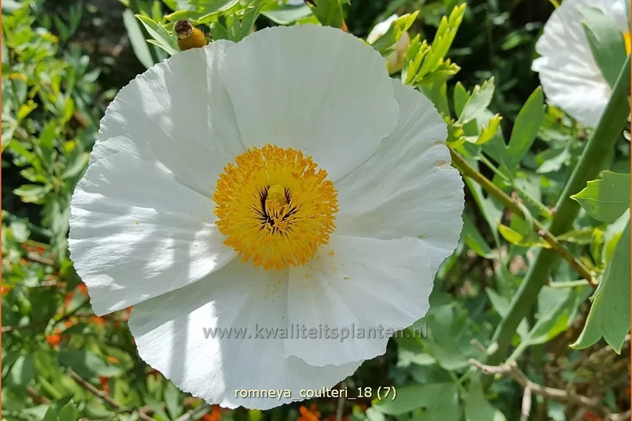 Romneya coulteri