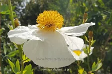 Romneya coulteri