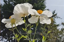 Romneya coulteri