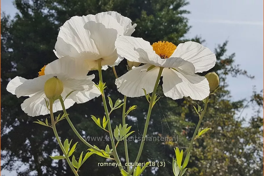 Romneya coulteri