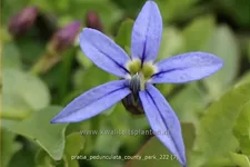 Pratia pedunculata 'County Park'