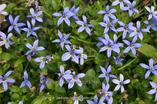 Pratia pedunculata 'County Park'