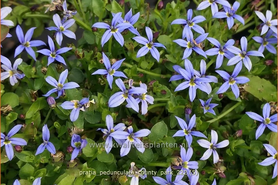 Pratia pedunculata 'County Park'