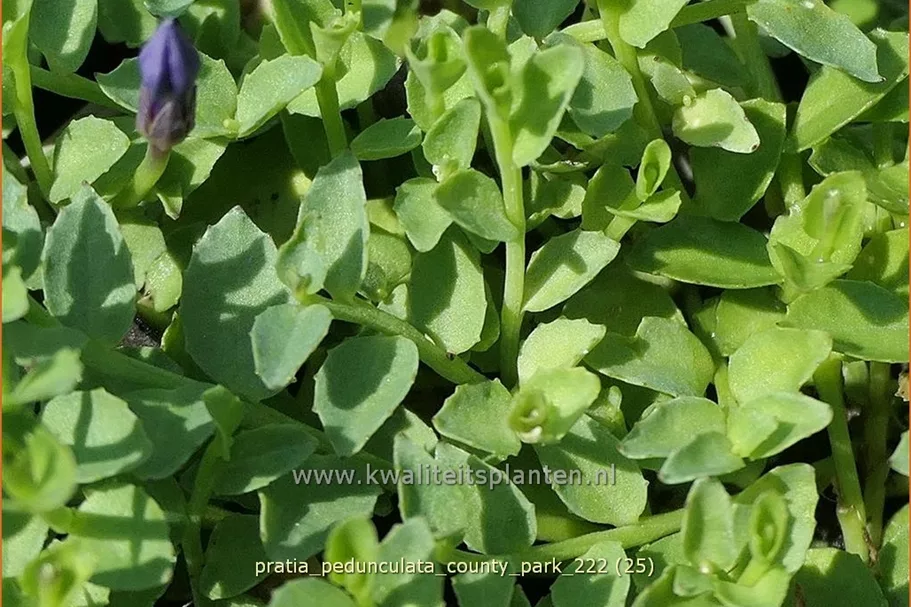 Pratia pedunculata 'County Park'