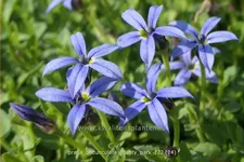 Pratia pedunculata 'County Park'