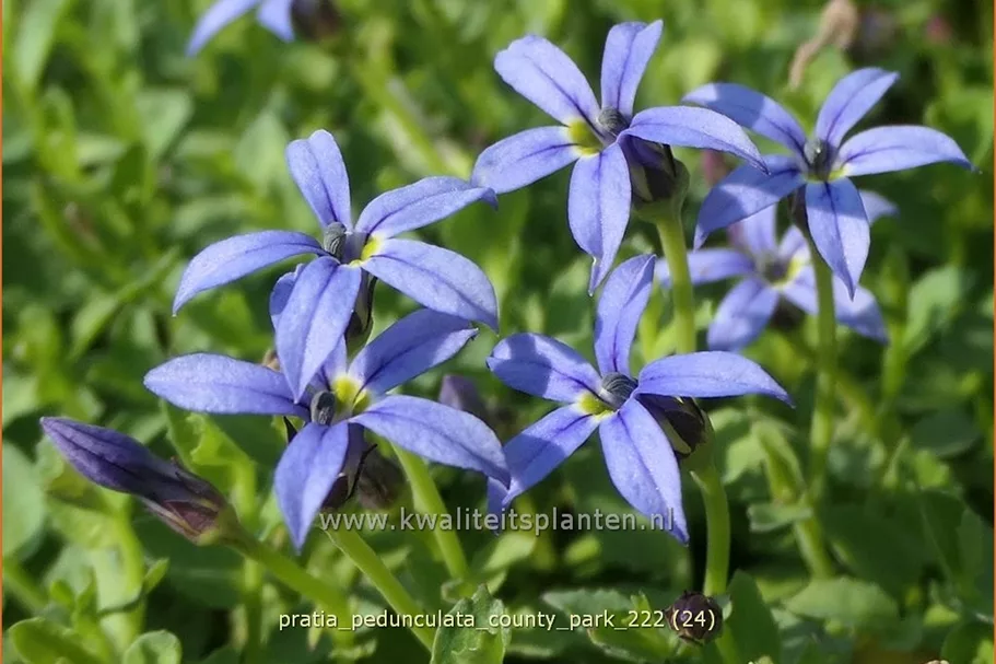 Pratia pedunculata 'County Park'