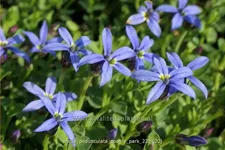 Pratia pedunculata 'County Park'