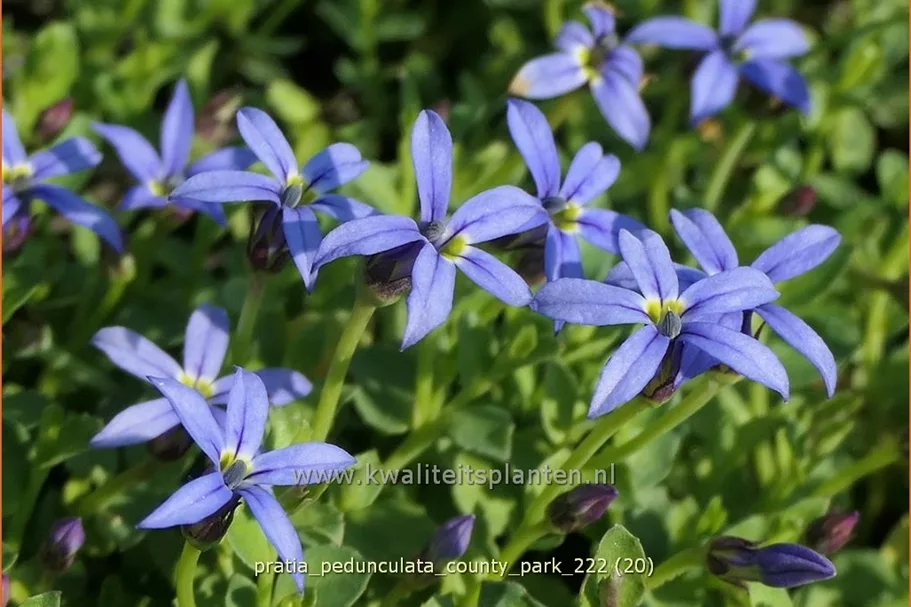 Pratia pedunculata 'County Park'