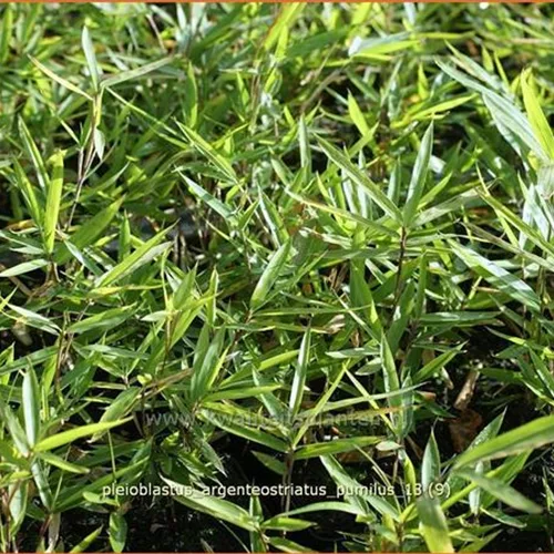 Pleioblastus argenteostriatus pumilus
