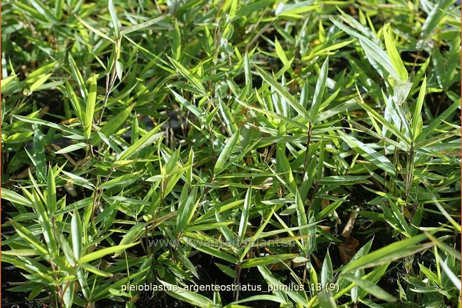 Pleioblastus argenteostriatus pumilus
