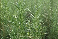 Rosmarinus officinalis