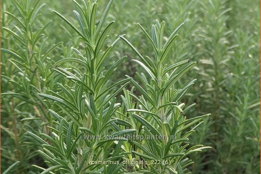 Rosmarinus officinalis
