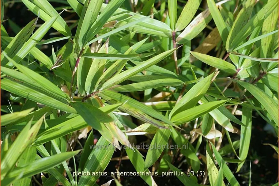 Pleioblastus argenteostriatus pumilus