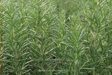 Rosmarinus officinalis